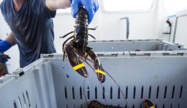 Lobsters from the Massachusetts coast