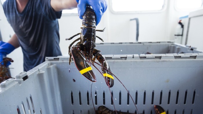 Lobsters from the Massachusetts coast
