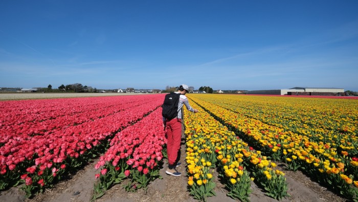 A man takes a photo of tulips in a field in the Netherlands