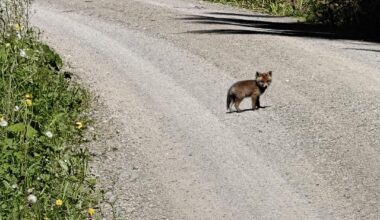 Baby Fuchs letztens im Schwarzwald beim Wandern erwischt