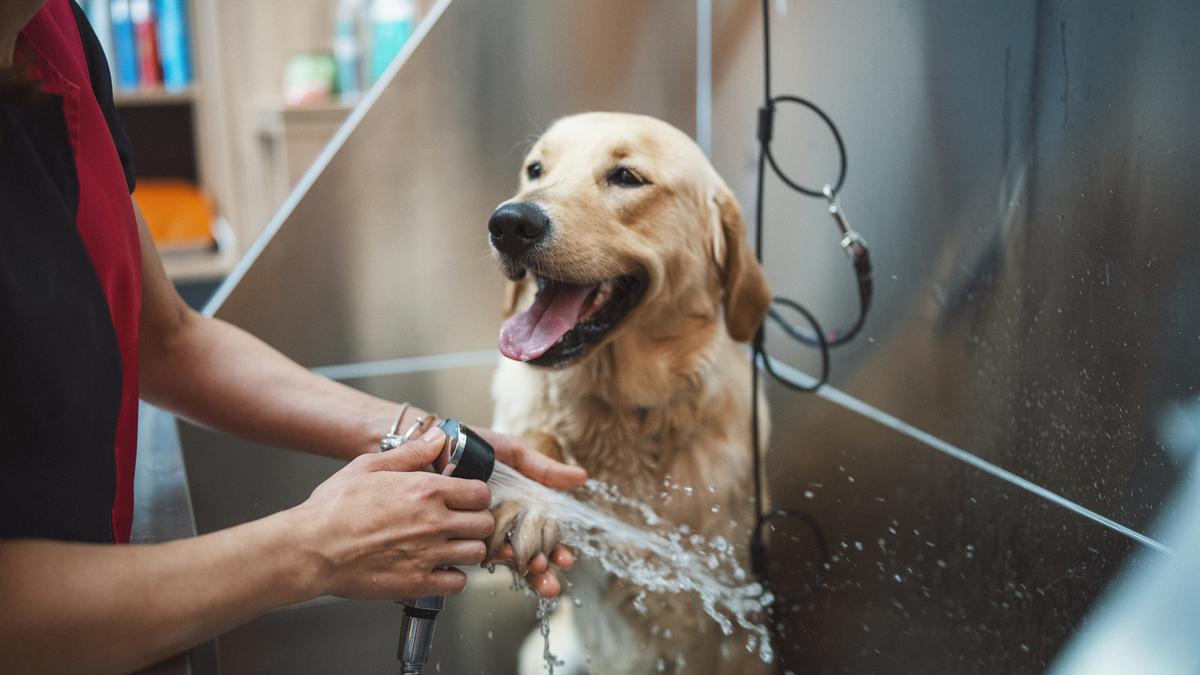 India’s booming pet care industry: Startup growth, Government support and ₹1.2 billion opportunity