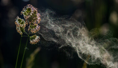 A trail of pollen being blown from cock's-foot grass