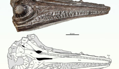 Gadusaurus aqualigneus. Image credit: Pratas e Sousa et al., doi: 10.4202/app.01199.2024.