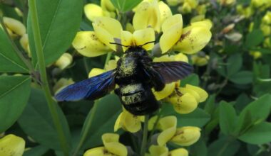 Insekten in meinem Garten!