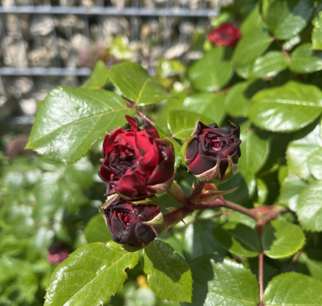 Was hat unsere Rose?