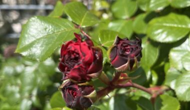 Was hat unsere Rose?