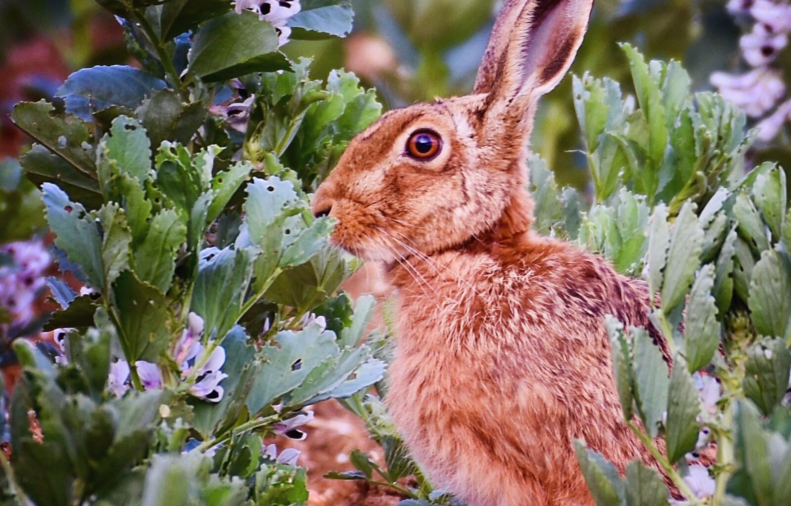 First hare photo of the year