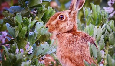 First hare photo of the year