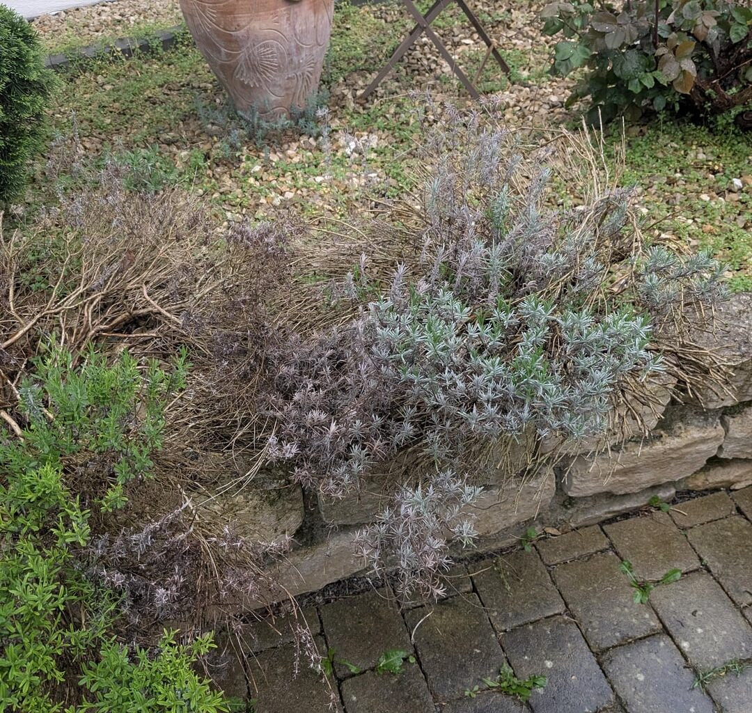 Lavendel Hilfe