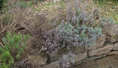 Lavendel Hilfe
