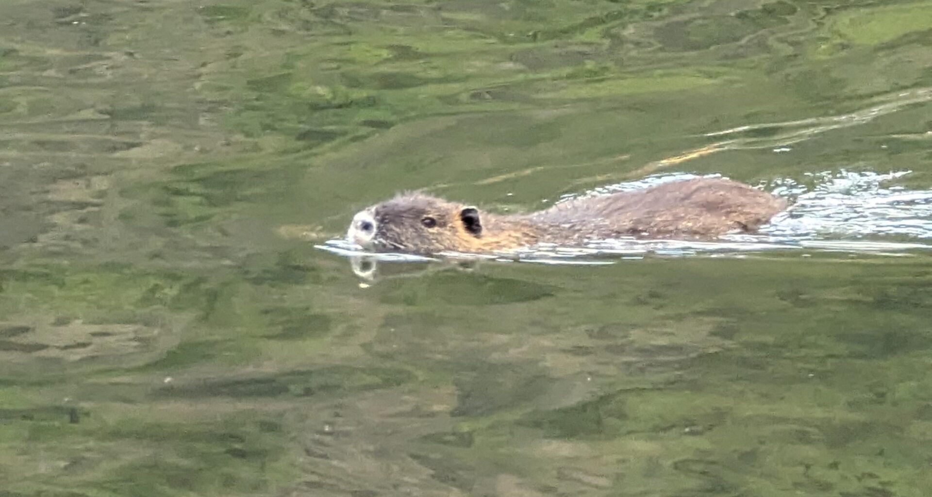 Nutria oder Bieber? Habe dieses süße Geschöpf and der Untermosel getroffen.