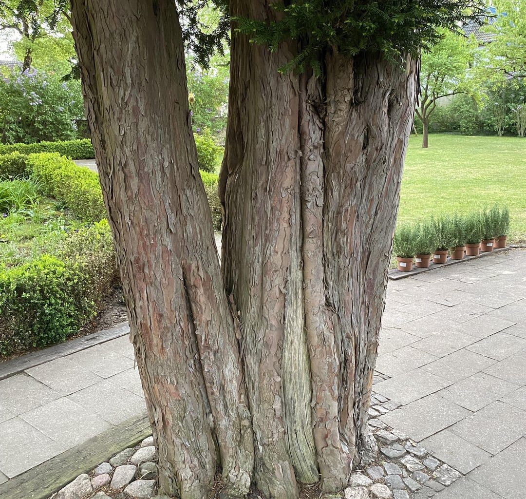 Brauchen Hilfe bei der Altersbestimmung dieses Baumes