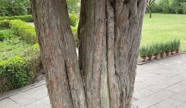 Brauchen Hilfe bei der Altersbestimmung dieses Baumes
