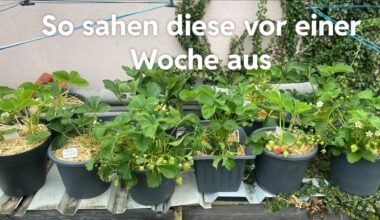 Rätsel um Erdbeeren