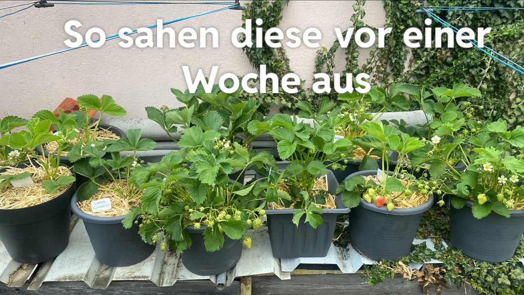 Rätsel um Erdbeeren