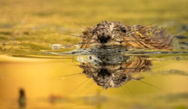 Ich konnte gestern eine Weile diese kleine Bisamratte beobachten.