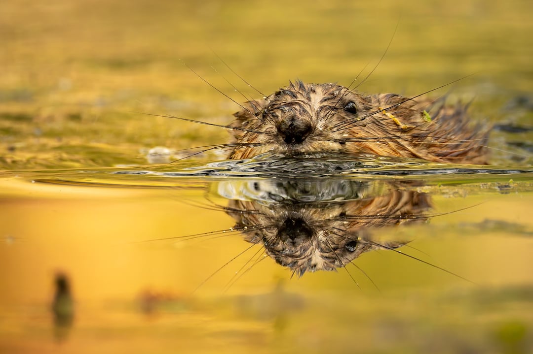 Ich konnte gestern eine Weile diese kleine Bisamratte beobachten.