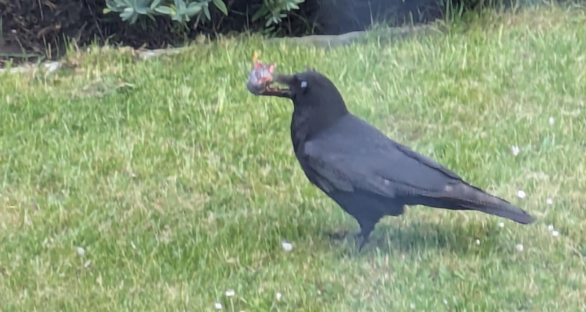 A crow had just dunked a dead mouse in our bird bath and had it for dinner