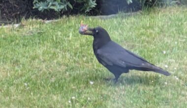 A crow had just dunked a dead mouse in our bird bath and had it for dinner