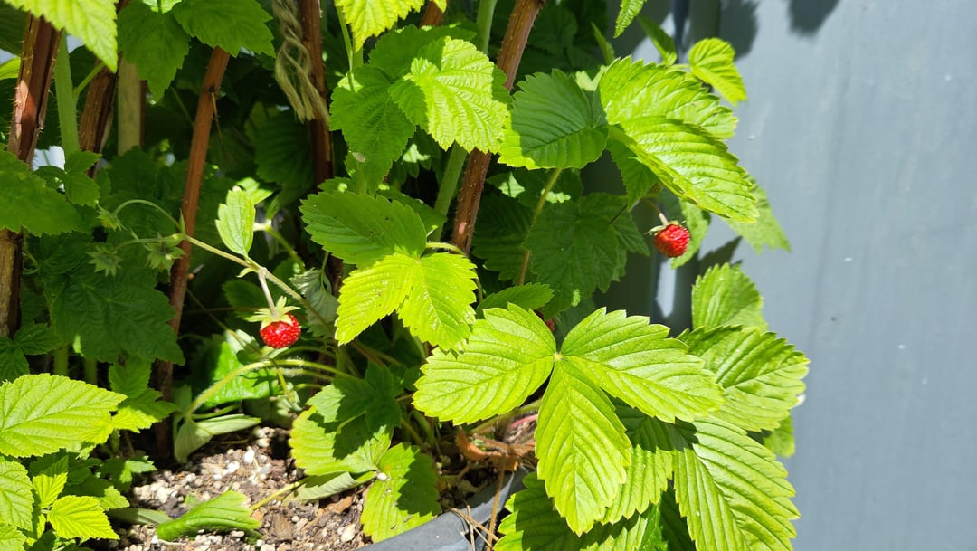 Der Sommer kommt