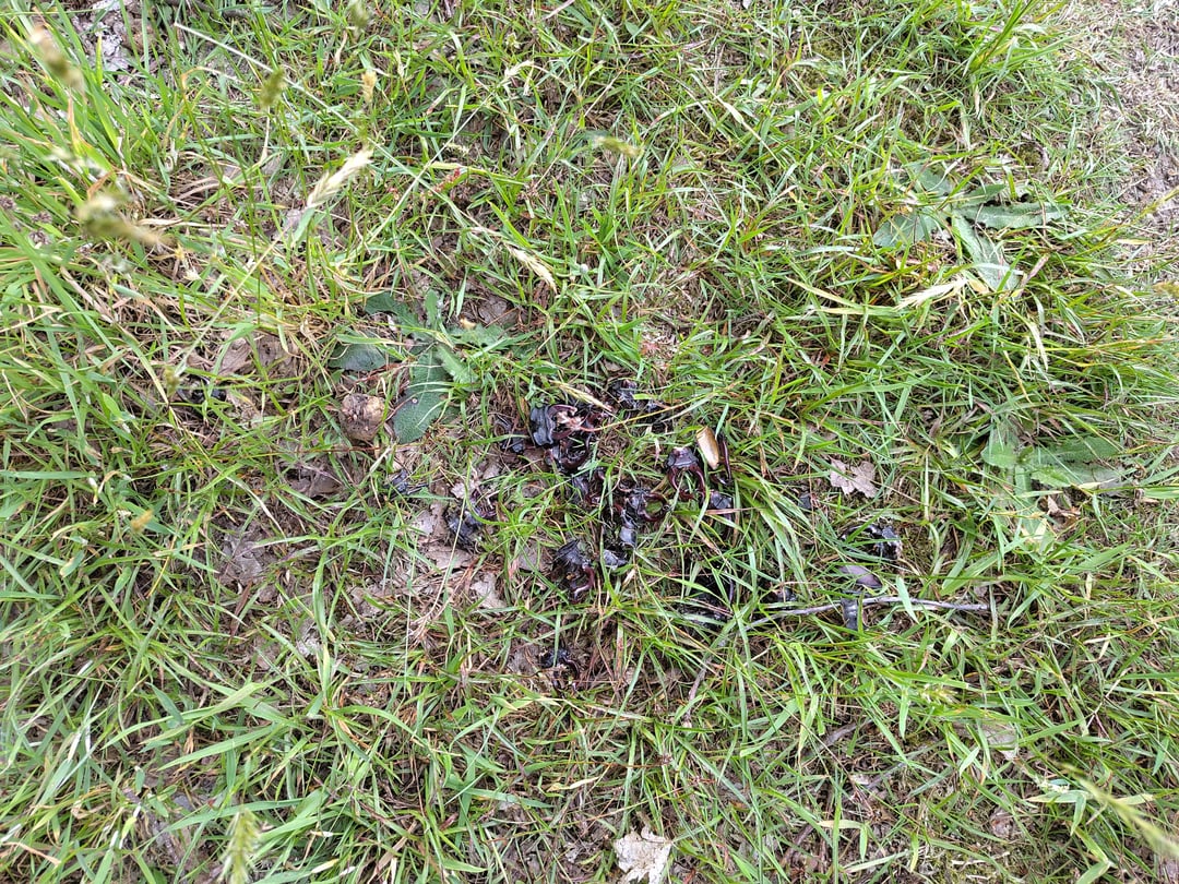 Hirschkäfer Massengrab?