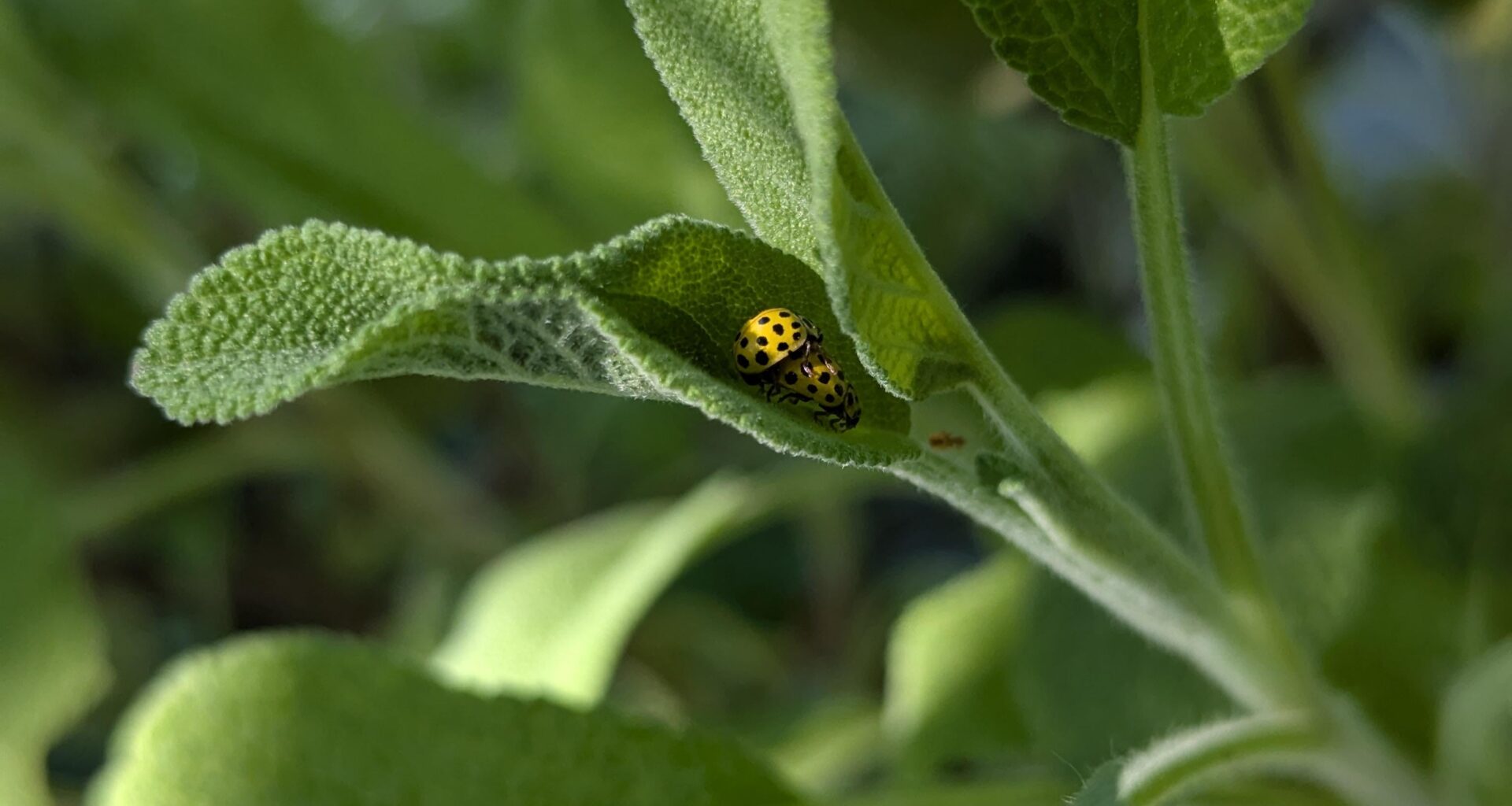 Marienkäfer-Sex im Salbeiblatt