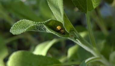 Marienkäfer-Sex im Salbeiblatt