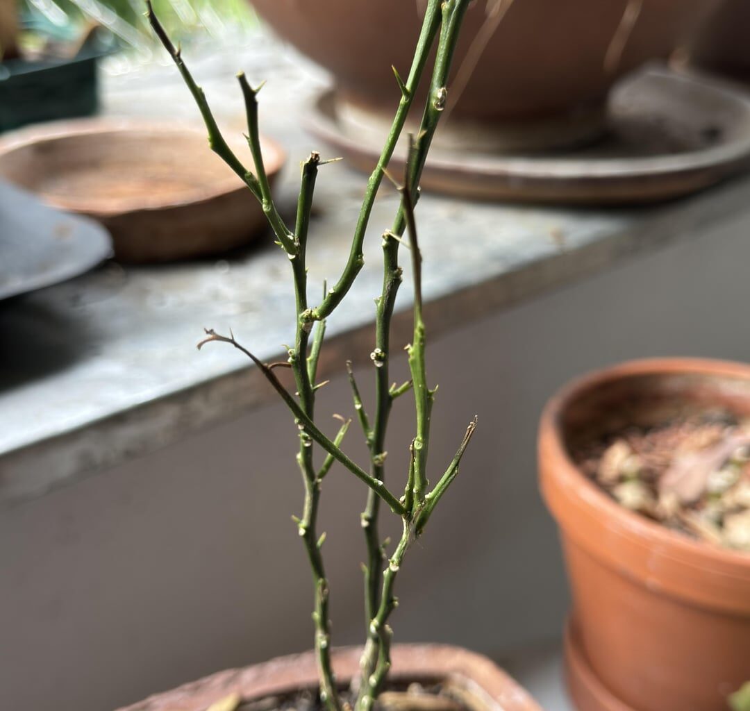 Wie rette ich diesen Mandarinenbaum?