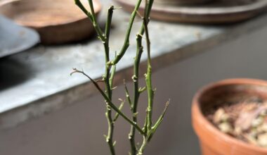 Wie rette ich diesen Mandarinenbaum?
