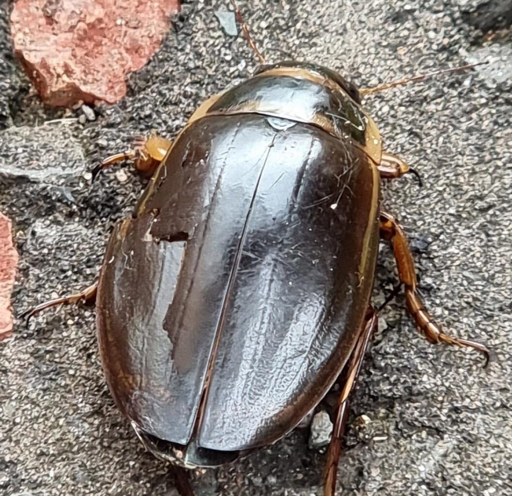 Is this a cockchafer or a cockroach? Found on drive...damage prob from the cat.