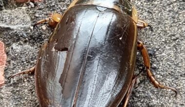 Is this a cockchafer or a cockroach? Found on drive...damage prob from the cat.