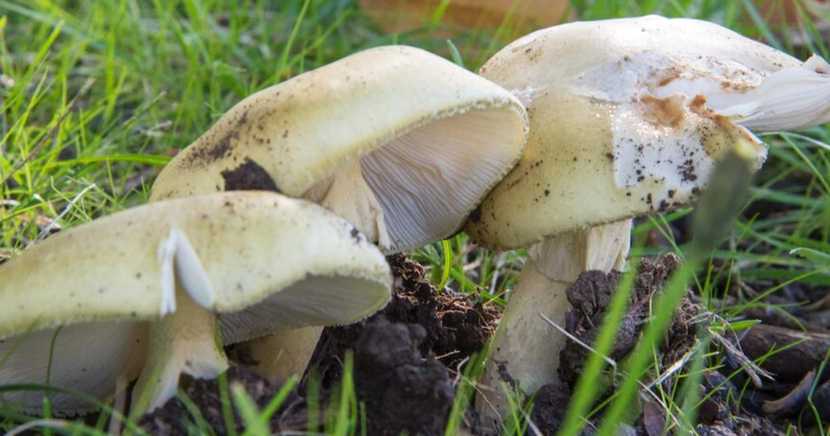 Death cap mushrooms