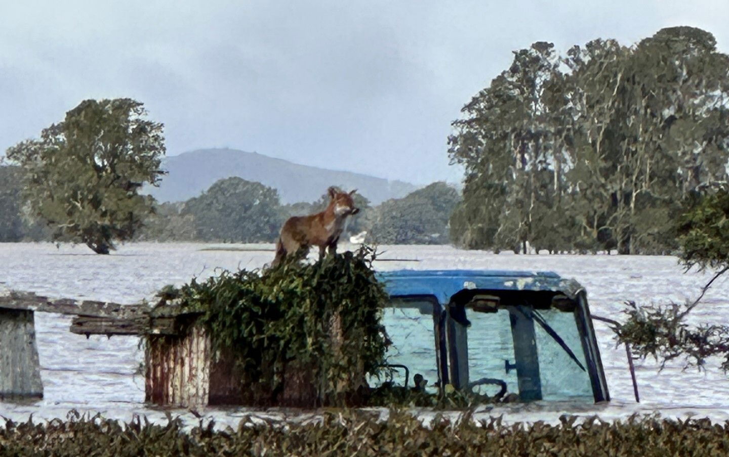 A fox stands on top of a flooded tractor