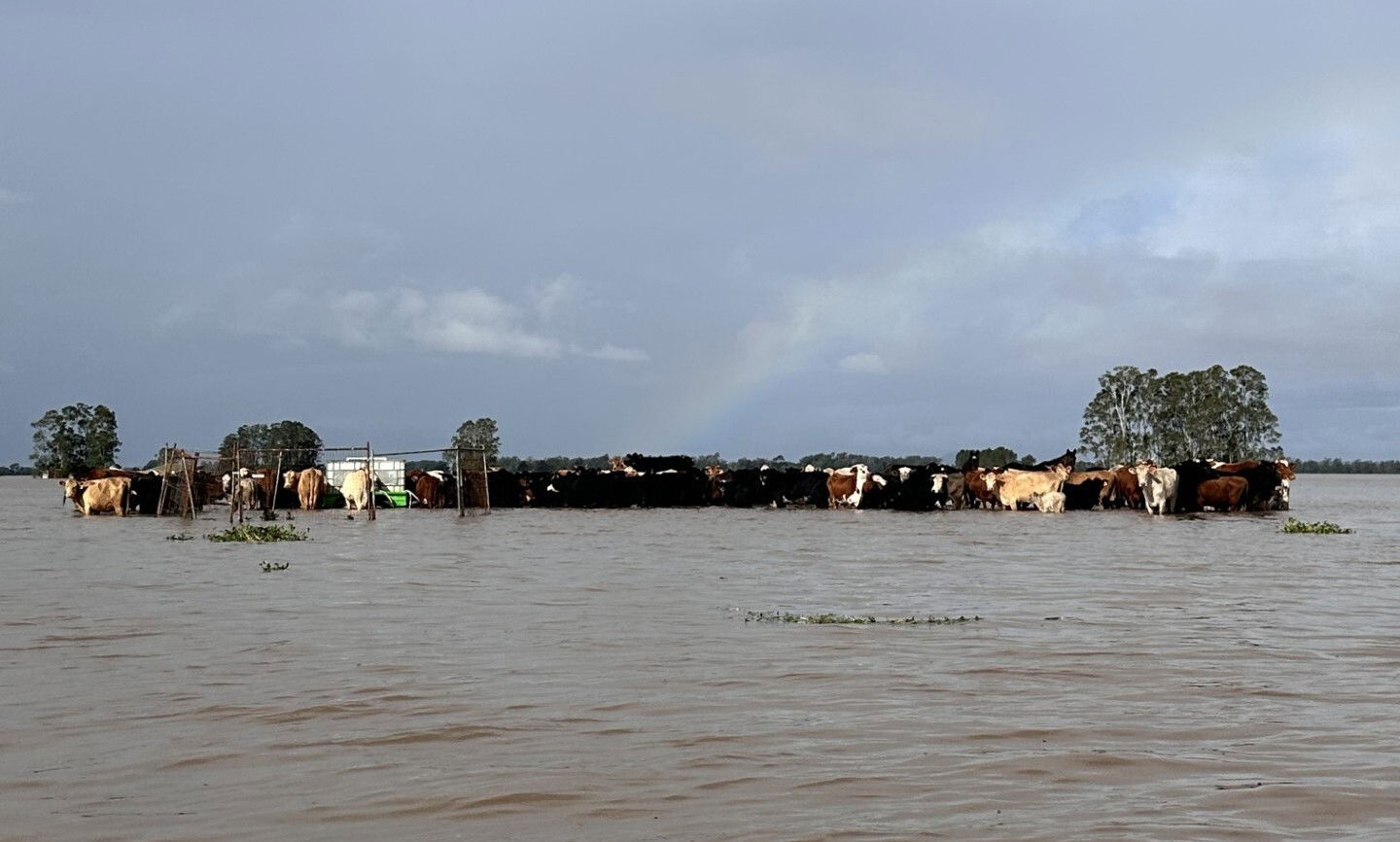 Cattle stranded in floodwaters