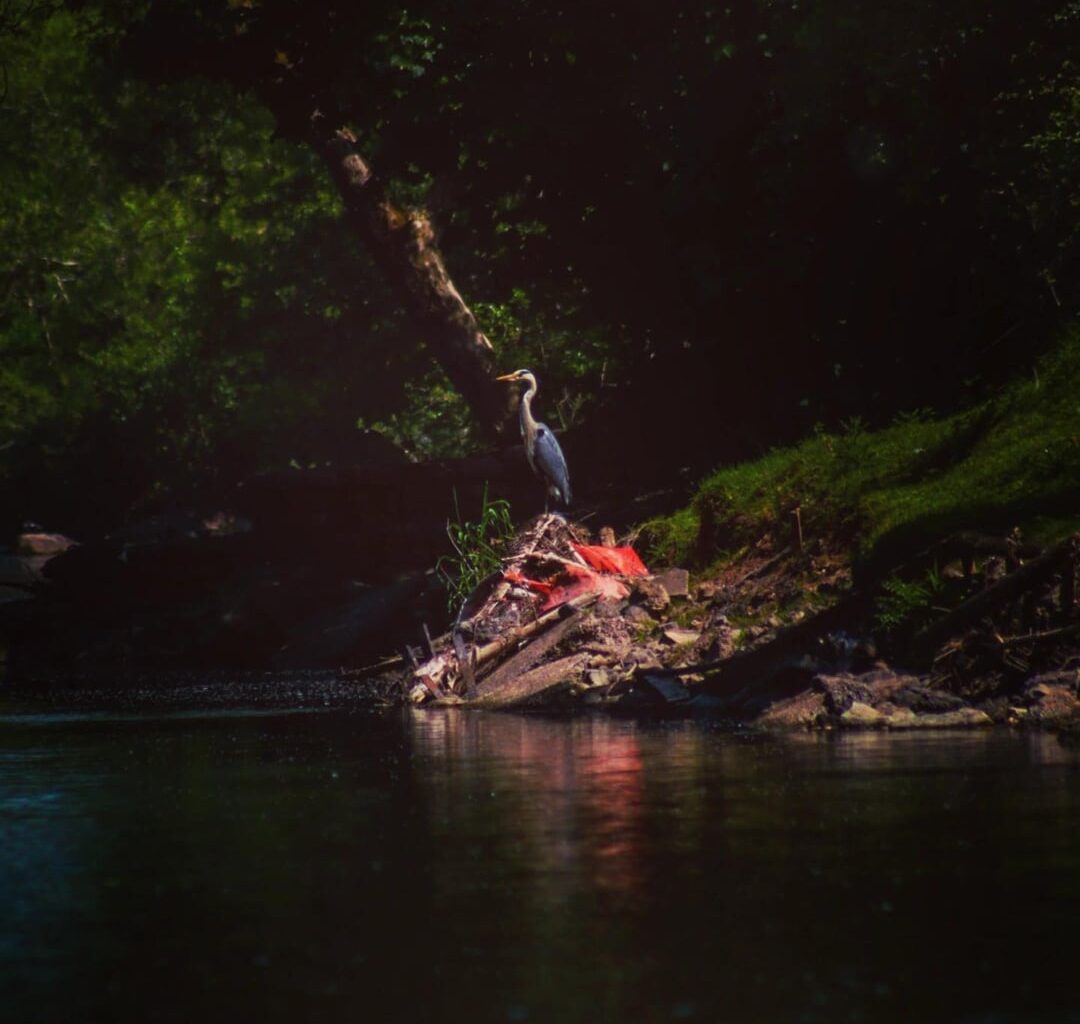 Various photos that I have taken recently, enjoy.