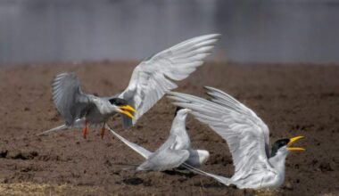 Rare bird returns to Croatia’s Drava River: “Every nest counts”