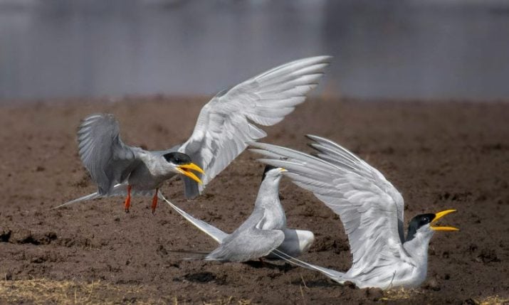 Rare bird returns to Croatia’s Drava River: “Every nest counts”