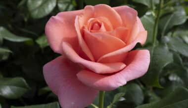 Catherine’s Rose named after Kate to celebrate healing power of nature