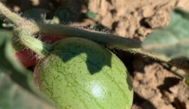 Mini Melone in Arbeit ..