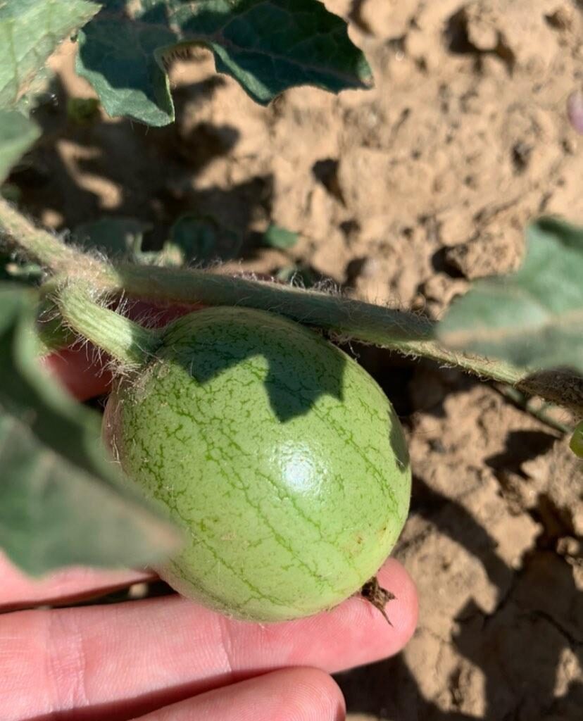 Mini Melone in Arbeit ..