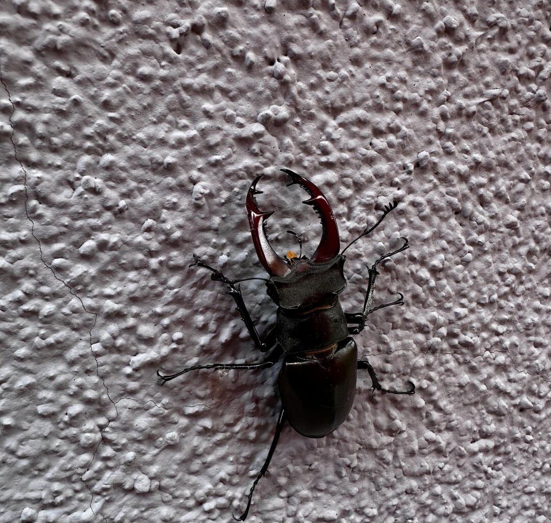 Hirschkäfer an der Hauswand