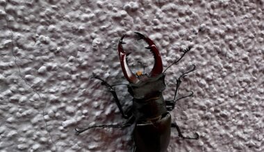 Hirschkäfer an der Hauswand