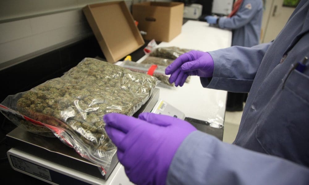 Director Of DOGE-Canceled Program To Monitor Marijuana Potency Hopes His Work Can Continue
