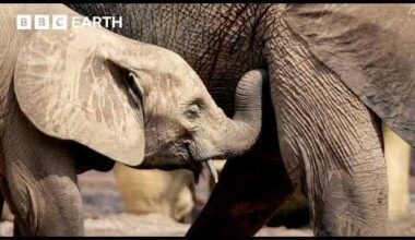 Rangers vs Poachers: The Fight to Save Africa’s Elephants | Guardians