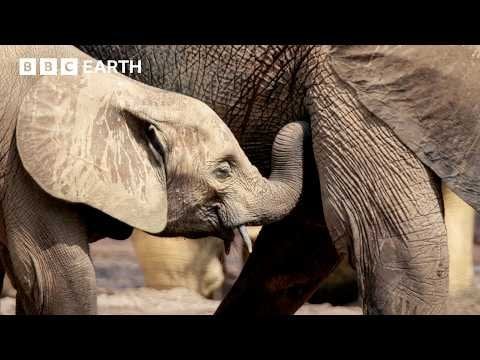 Rangers vs Poachers: The Fight to Save Africa’s Elephants | Guardians