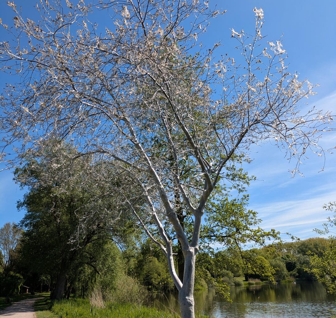 Raupenbaum