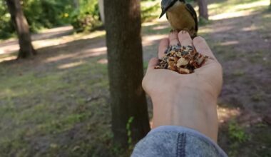 Vögel sind wundervoll. :)
