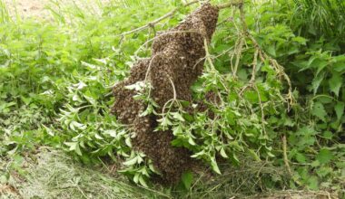 Bienen finden auf Ast eines Holunderstrauches ein Zuhause