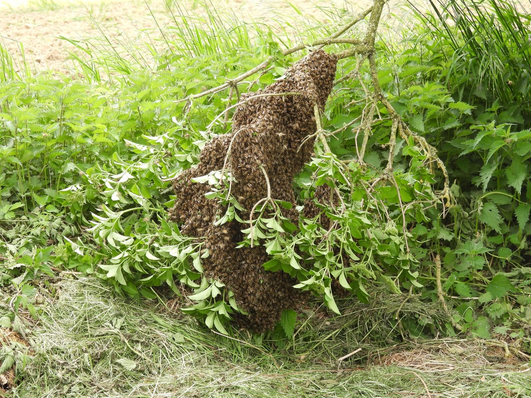 Bienen finden auf Ast eines Holunderstrauches ein Zuhause