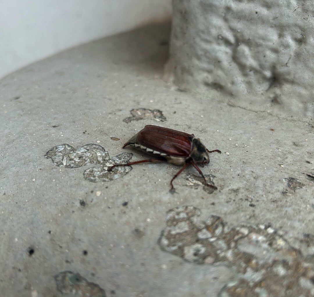 Heute diesen kleinen Freund entdeckt 🤗